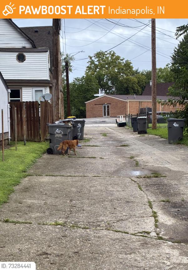 Found/Stray Unknown Dog last seen 28th and N College Ave., Indianapolis, IN 46205