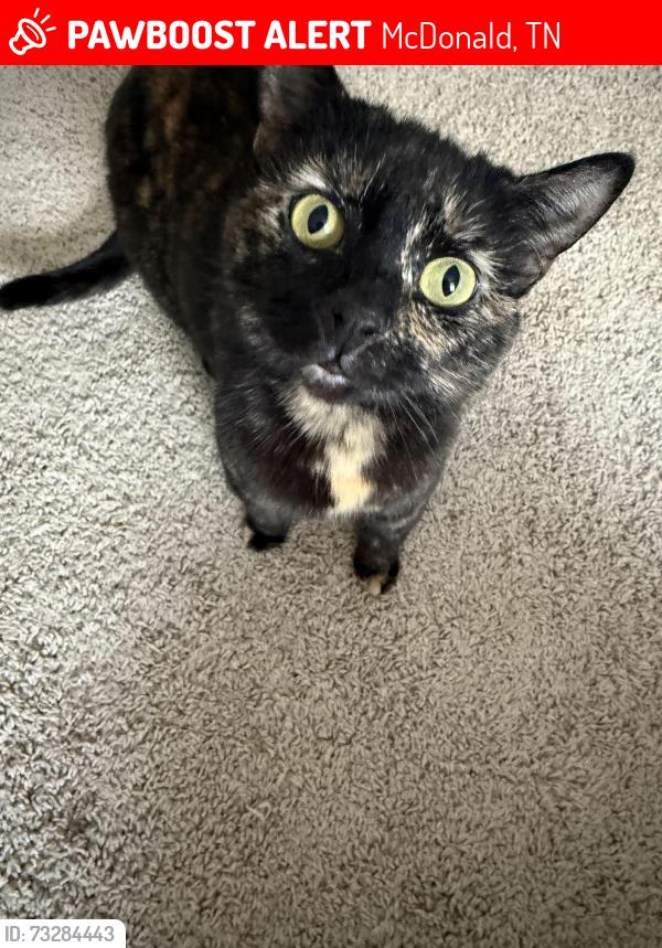 Lost Female Cat last seen I 71, McDonald, TN 37353