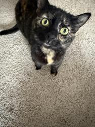 Lost Female Cat last seen I 71, McDonald, TN 37353