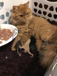 Lost Female Cat last seen Lost on Route 10 between the Goshen Store and School, Goshen, NH 03752