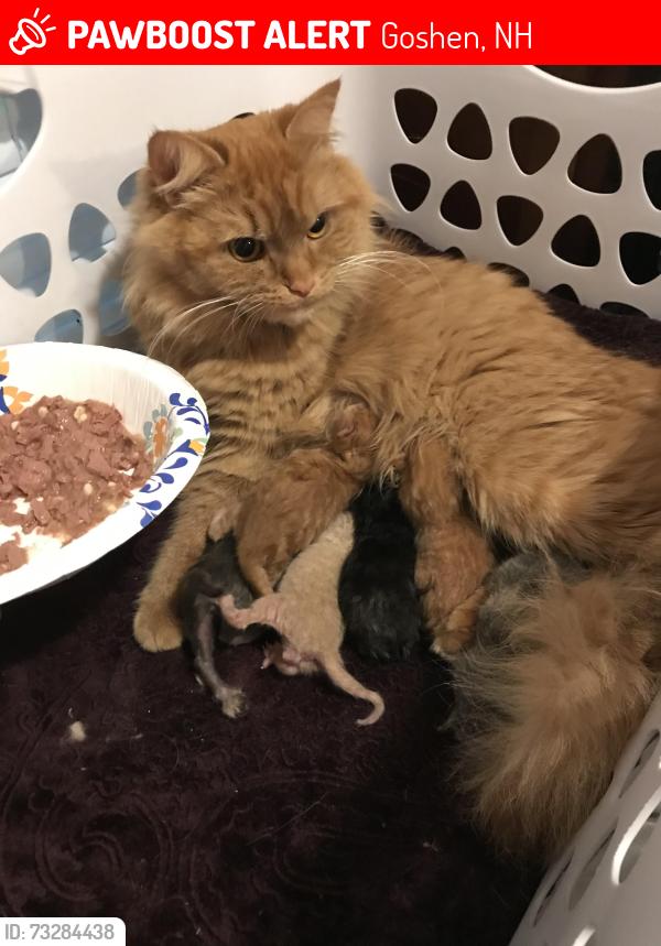 Lost Female Cat last seen Lost on Route 10 between the Goshen Store and School, Goshen, NH 03752