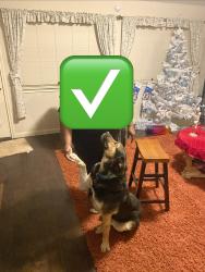 Reunited Male Dog last seen Fletcher & Gaillardia Way, Heartland, TX 75126
