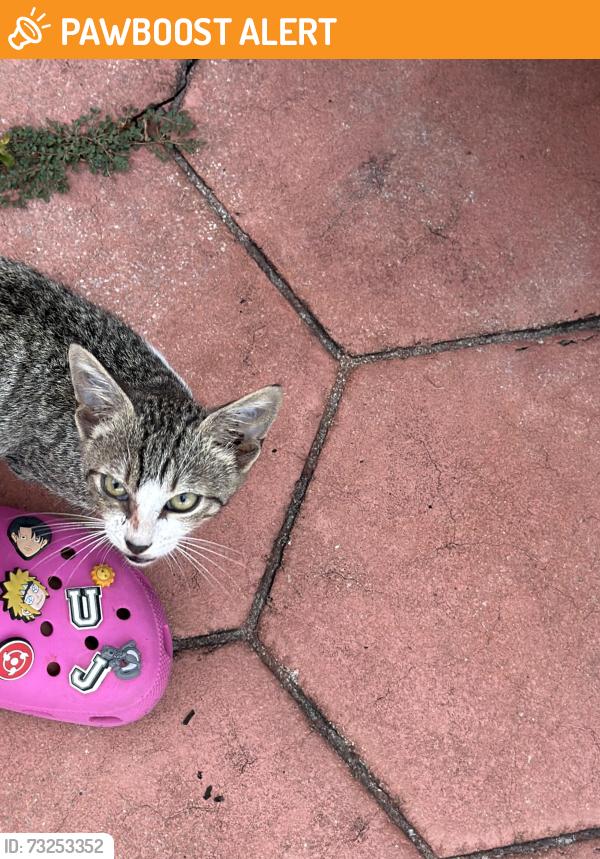 Found/Stray Female Cat last seen She was last posted 174th Ter, North Miami Beach, FL 33162