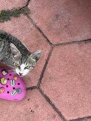 Found/Stray Female Cat last seen She was last posted 174th Ter, North Miami Beach, FL 33162