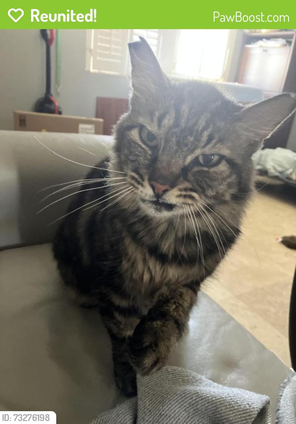 Reunited Male Cat last seen Cambridge Circle, Orlando, FL 32826