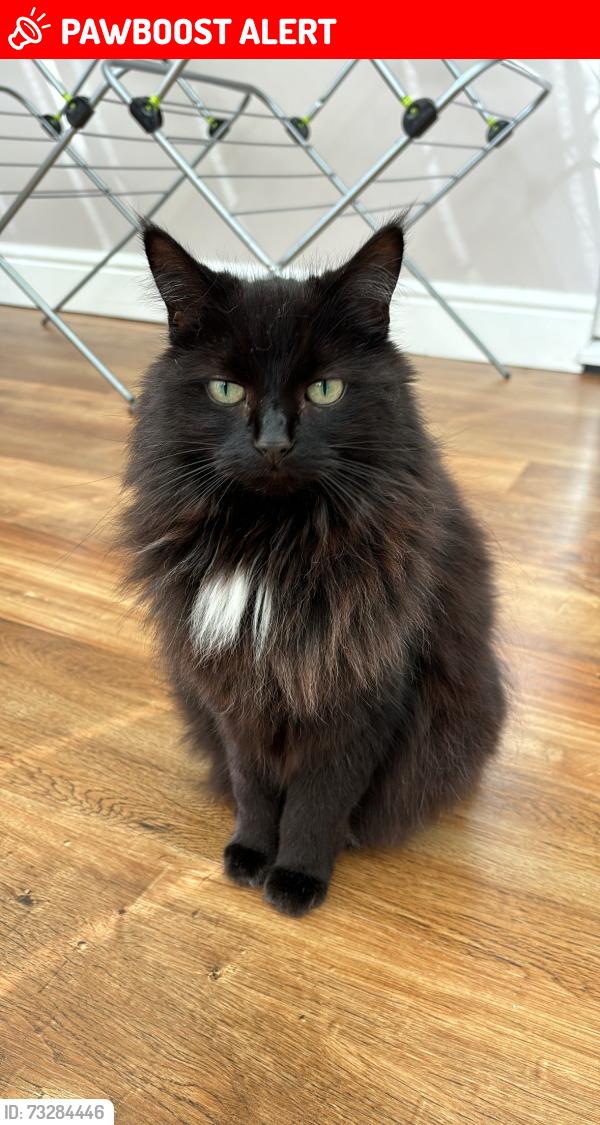 Lost Female Cat last seen Burleigh way Crawley down, Crawley Down, England RH10 4UQ