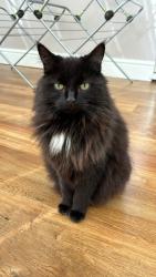 Lost Female Cat last seen Burleigh way Crawley down, Crawley Down, England RH10 4UQ