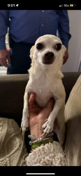 Lost Male Dog last seen Waterchase west running into La polais near the canal, Boynton Beach, FL 33472