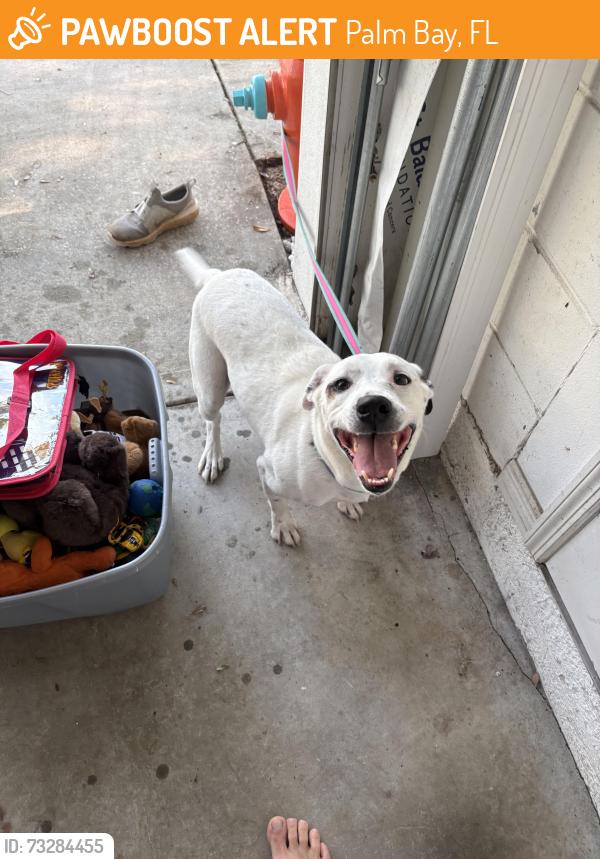 Found/Stray Male Dog last seen Zaminder, Palm Bay, FL 32907