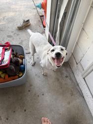 Found/Stray Male Dog last seen Zaminder, Palm Bay, FL 32907