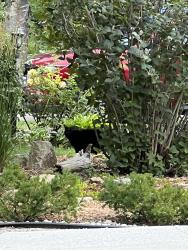 Found/Stray Unknown Cat last seen Rosebank Crescent and Strasburg Road, Kitchener, ON 