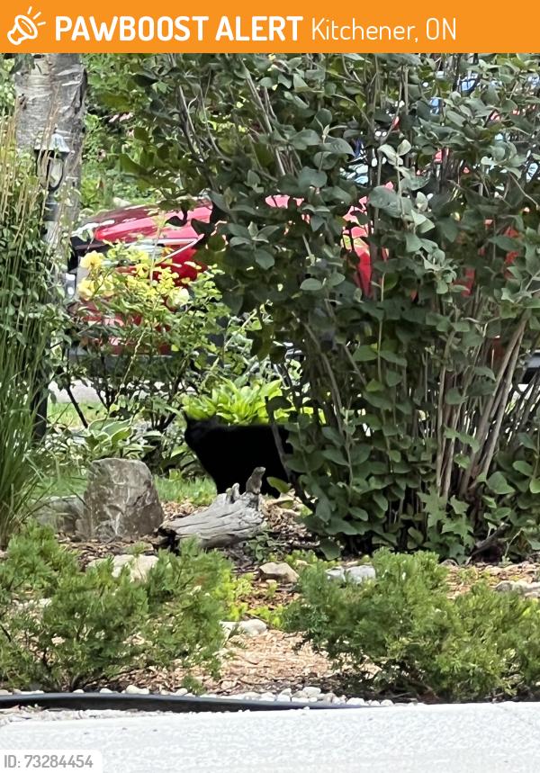 Found/Stray Unknown Cat last seen Rosebank Crescent and Strasburg Road, Kitchener, ON 