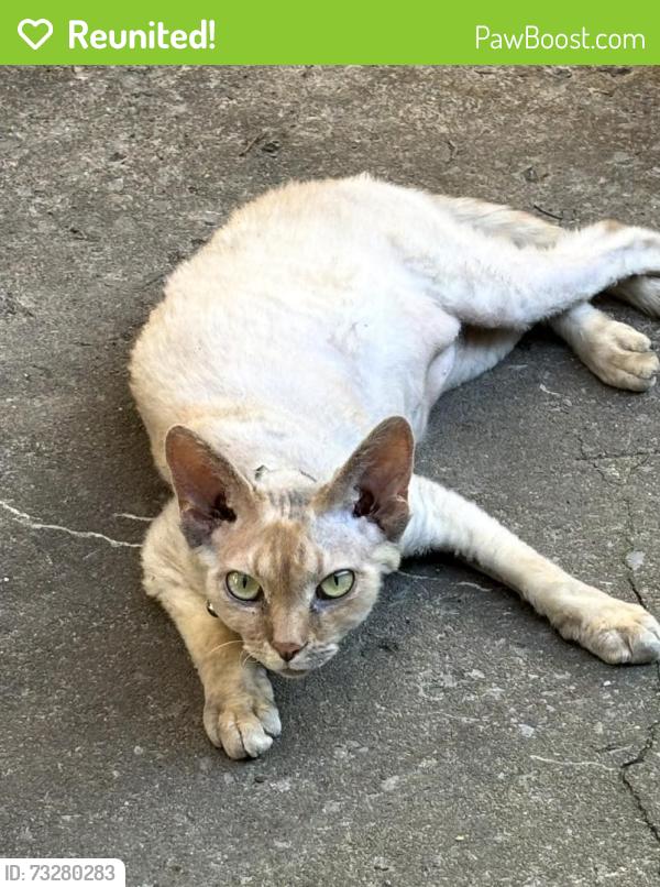 Reunited Female Cat last seen villeneuve esplanade st joseph st urbain, Montréal, QC H2T 2W2
