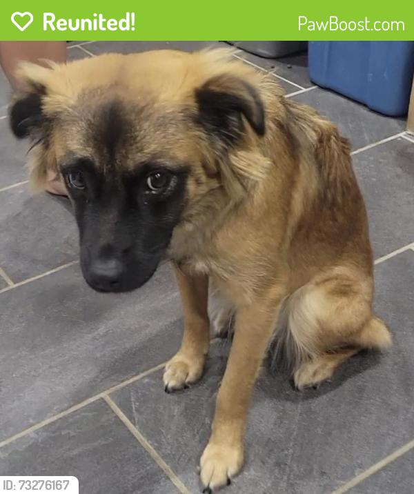 Reunited Female Dog last seen Summit Ave and Wilson Blvd, Hagerstown, MD 21740