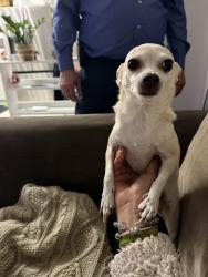 Lost Male Dog last seen Pebble Brook ln, Boynton Beach, FL 33472
