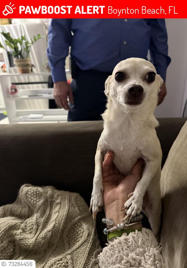 Lost Male Dog last seen Pebble Brook ln, Boynton Beach, FL 33472