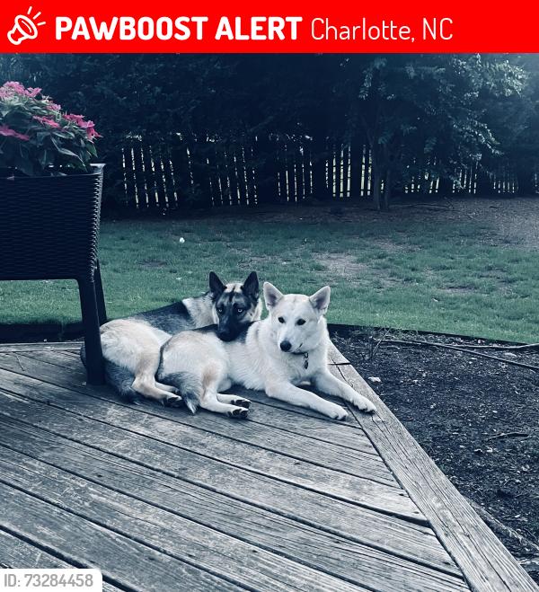 Lost Male Dog last seen Lake crossing drive and waterlyn, Charlotte, NC 28278