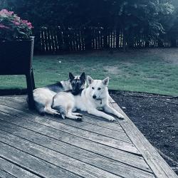 Lost Male Dog last seen Lake crossing drive and waterlyn, Charlotte, NC 28278