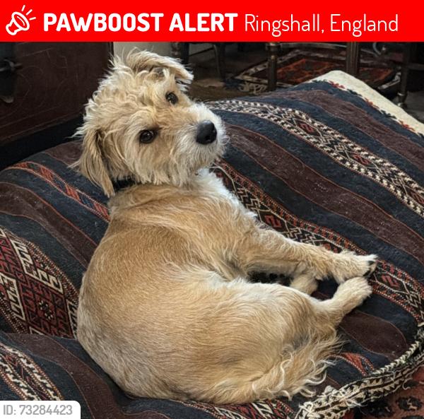 Lost Male Dog last seen Ringshall woods - near ashridge, Ringshall, England 
