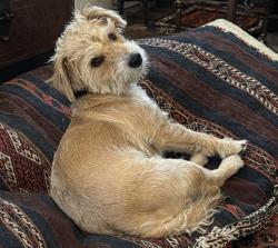 Lost Male Dog last seen Ringshall woods - near ashridge, Ringshall, England 