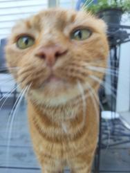 Reunited Male Cat last seen Golden Way, Farmingdale, NJ 07727
