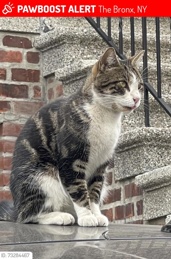 Lost Male Cat last seen Lurting Avenue & Rhinelander Avenue, The Bronx, NY 10461