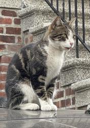 Lost Male Cat last seen Lurting Avenue & Rhinelander Avenue, The Bronx, NY 10461