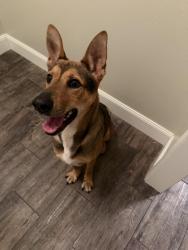 Found/Stray Male Dog last seen Hey 464C, Ocklawaha, FL 32179