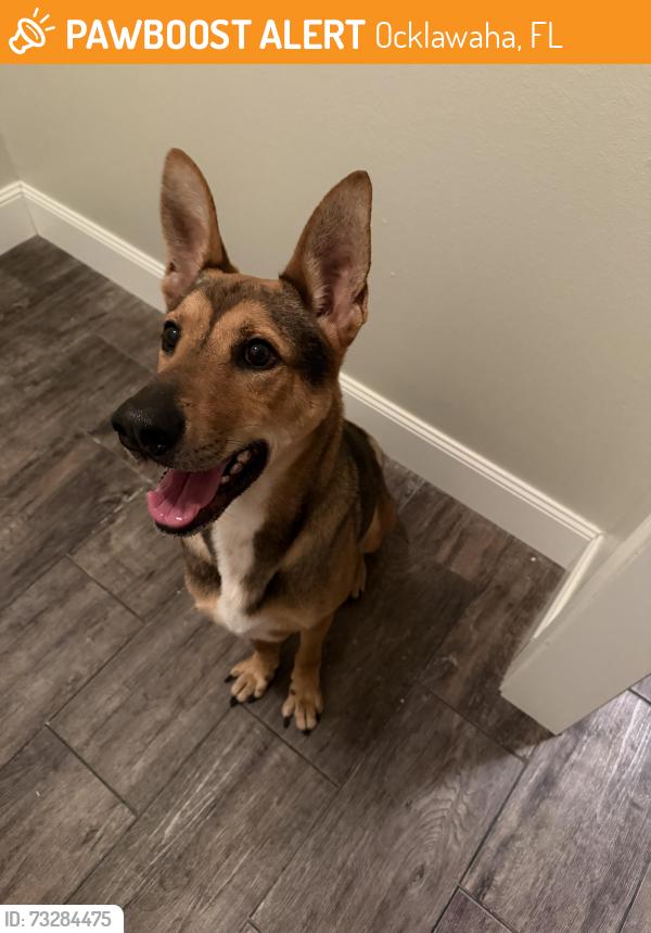 Found/Stray Male Dog last seen Hey 464C, Ocklawaha, FL 32179