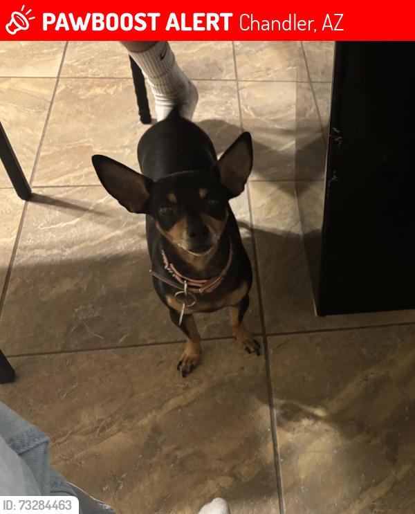 Lost Female Dog last seen Hamilton Street/ Pecos Rd, Chandler, AZ 85286