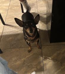 Lost Female Dog last seen Hamilton Street/ Pecos Rd, Chandler, AZ 85286