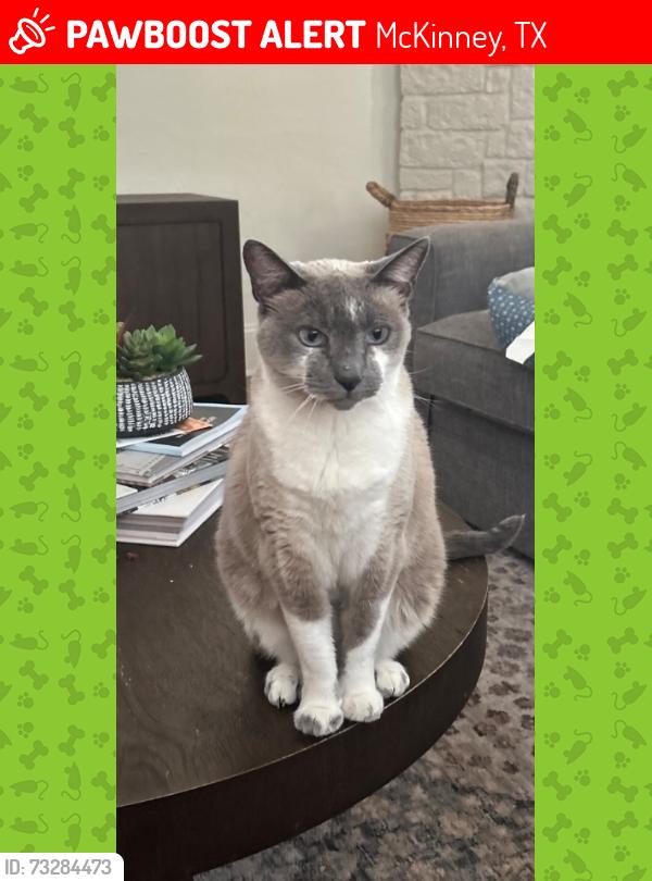 Lost Female Cat last seen Wellington Point, Coronado Drive, Round Hill Rd, Stonebridge Ranch Golf Course Dye Golf Club, McKinney, TX 75072