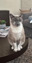 Lost Female Cat last seen Wellington Point, Coronado Drive, Round Hill Rd, Stonebridge Ranch Golf Course Dye Golf Club, McKinney, TX 75072