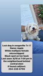 Reunited Female Dog last seen Near Shelby Dr, Seagoville, TX 75159, USA, Seagoville, TX 75159