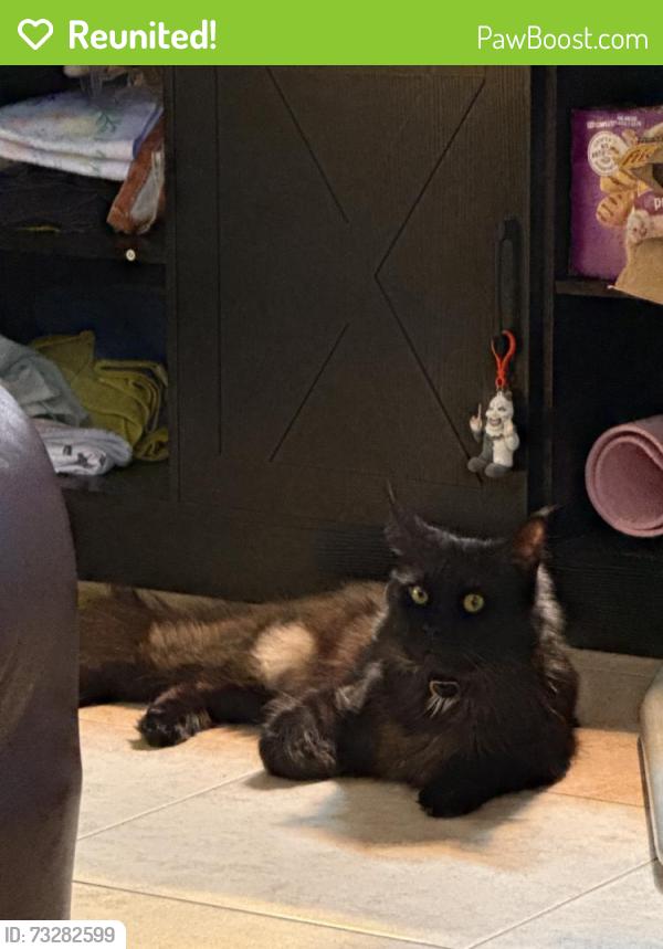 Reunited Male Cat last seen Near Sharpcrest St, Houston, TX 77072, USA, Houston, TX 77072