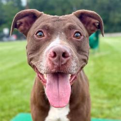 Shelter Stray Male Dog last seen Near, 2600 S Harding St, Indianapolis, IN 46221, USA
