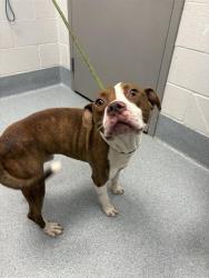 Shelter Stray Male Dog last seen Near, 2600 S Harding St, Indianapolis, IN 46221, USA