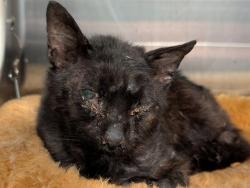 Shelter Stray Male Cat last seen TENNESSEE ST, PAISLEY, 12280 County Rd 448, Tavares, FL 32778, USA