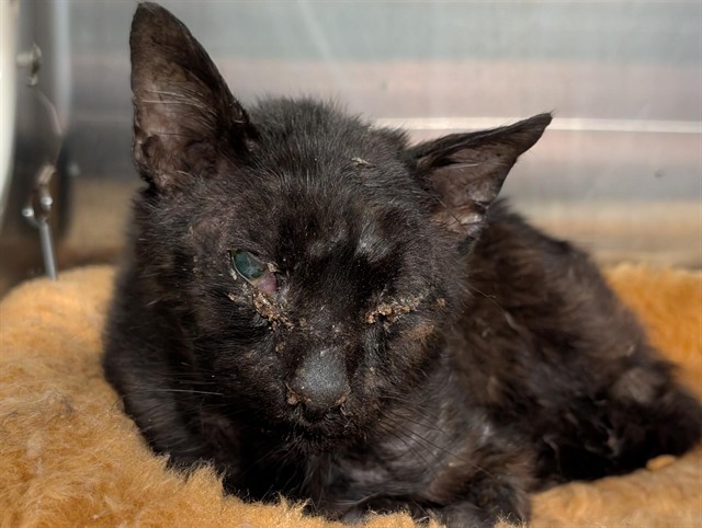 Shelter Stray Male Cat last seen TENNESSEE ST, PAISLEY, 12280 County Rd 448, Tavares, FL 32778, USA