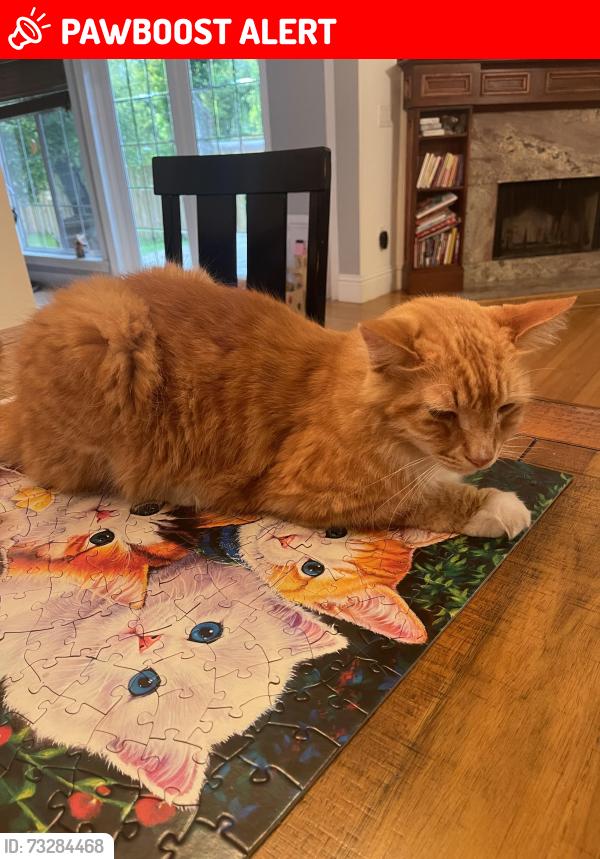 Lost Male Cat last seen W. Timberland trail. Altamonte Springs, 32714, Altamonte Springs, FL 32714