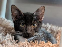 Shelter Stray Female Cat last seen WILSON LAKE PKY & DECATUR DR GROVELAND, 12280 County Rd 448, Tavares, FL 32778, USA