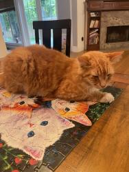 Lost Male Cat last seen W. Timberland trail. Altamonte Springs, 32714, Altamonte Springs, FL 32714