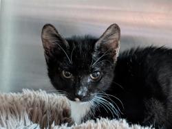 Shelter Stray Male Cat last seen WILSON LAKE PKY & DECATUR DR GROVELAND, 12280 County Rd 448, Tavares, FL 32778, USA
