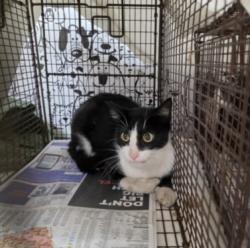 Shelter Stray Female Cat last seen , 957 N Gaffey St, San Pedro, CA 90731, USA