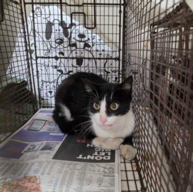 Shelter Stray Female Cat last seen , 957 N Gaffey St, San Pedro, CA 90731, USA