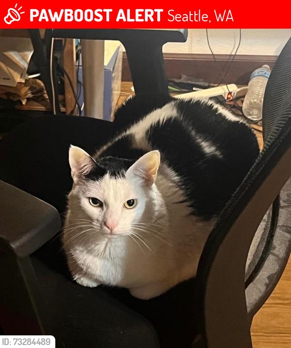 Lost Female Cat last seen 40th Ave. SW between Andover and Bradford in West Seattle, Seattle, WA 98116