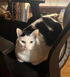 Lost Female Cat last seen 40th Ave. SW between Andover and Bradford in West Seattle, Seattle, WA 98116