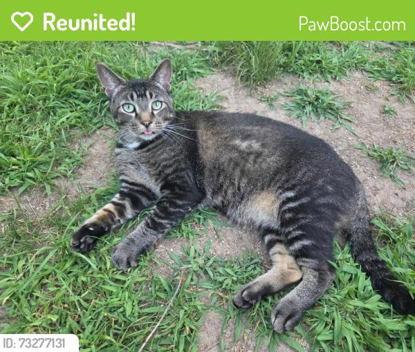 Reunited Male Cat last seen Ridgewood and Cypress Way. Lincoln Elementary, Madison, WI 53713