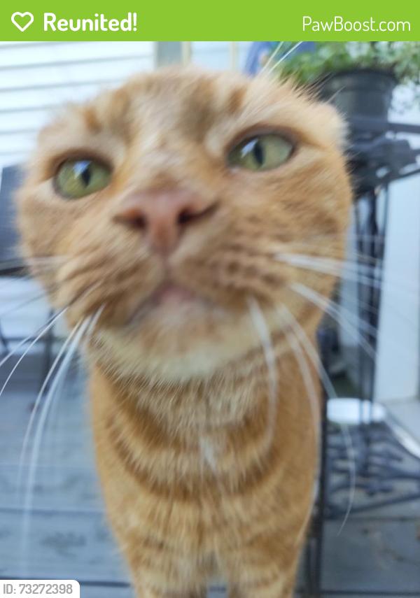 Reunited Male Cat last seen Golden Way, Farmingdale, NJ 07727