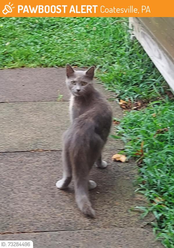Found/Stray Unknown Cat last seen Harry's Hot Dogs, Coatesville, PA 19320